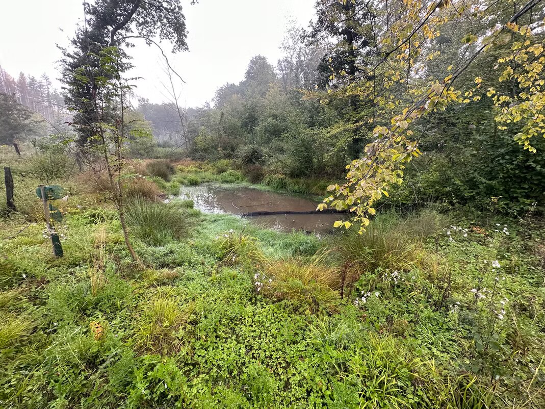 Forets Avant2
